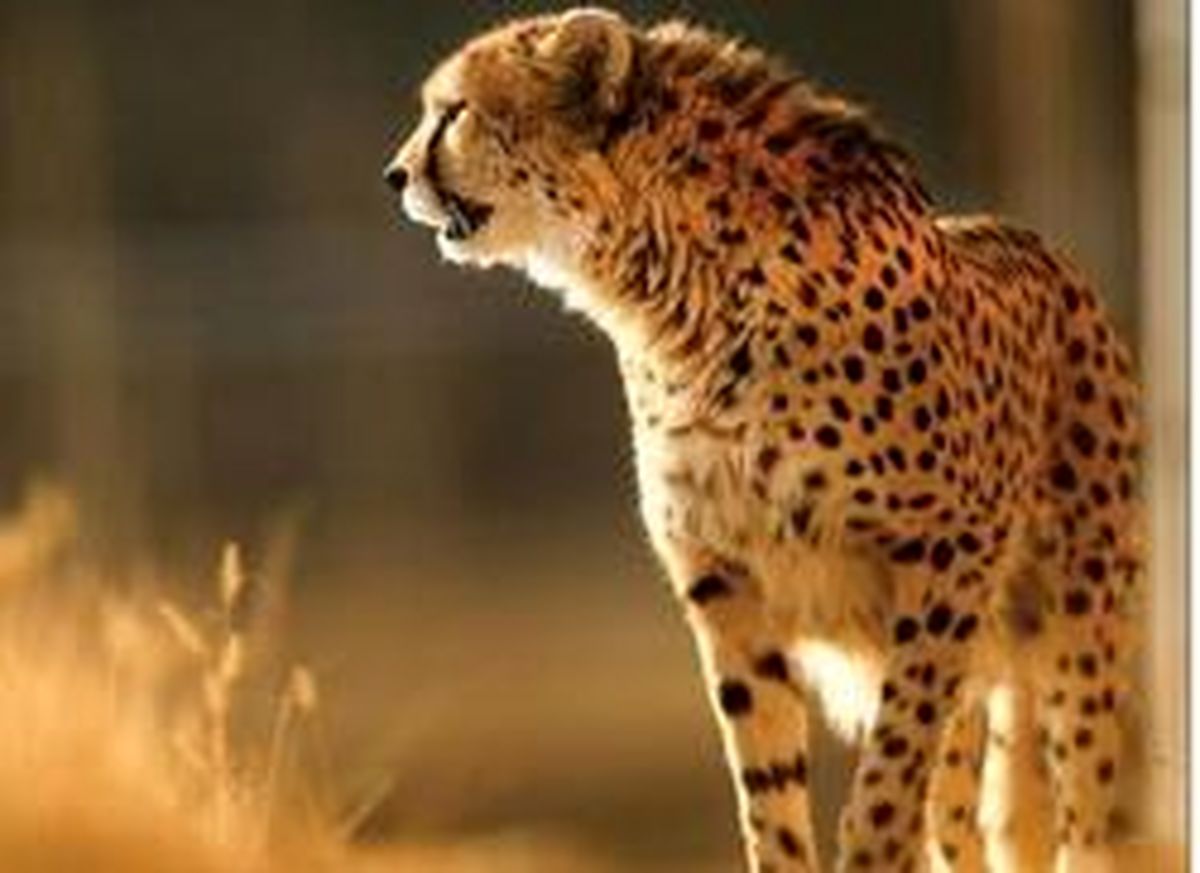 چرا باید نگران یوز‌های ایرانی باشیم؟