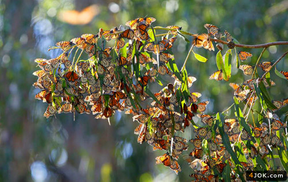 عکس/ درخت پروانه!