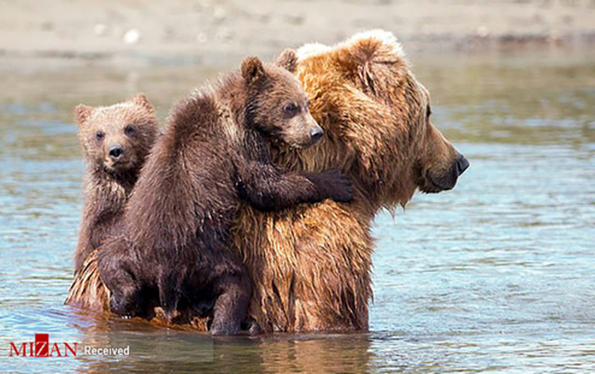 تصاویری زیبا از فداکاری خرس مادر