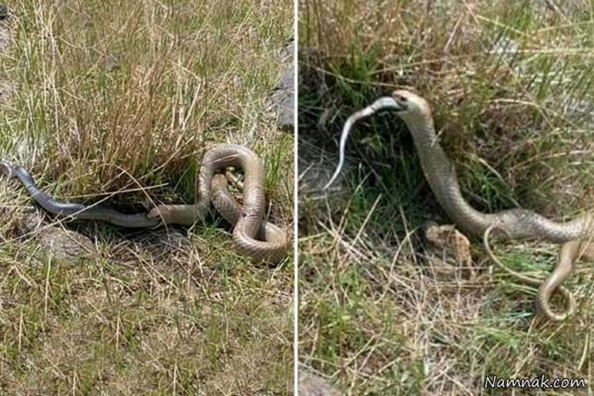 لحظه بلعیدن کامل مار توسط مار دیگر! +عکس