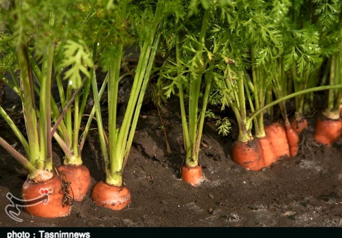 آنچه که درباره خواص هویج نمی دانستید | هویج برای دیابتی‌ها بد یا خوب؟