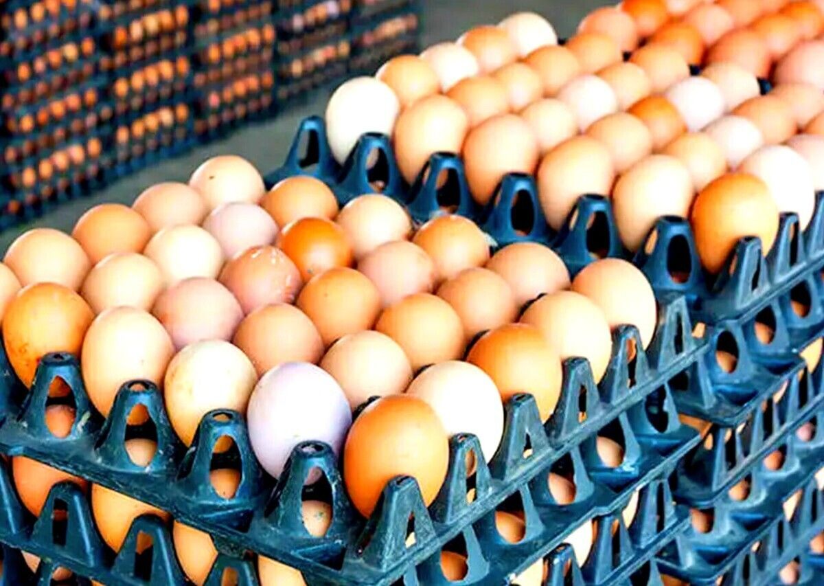 کاهش قیمت تخم مرغ | قیمت هرشانه تخم مرغ چند شد؟