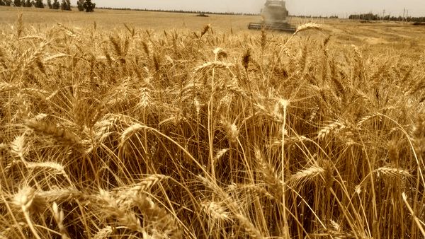 وعده جدید وزیر برای تسویه مطالبات گندمکاران