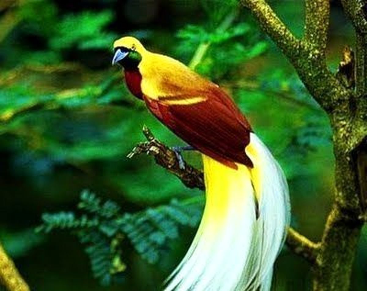 تا به حال مرغ بهشت دیده‌اید؟ +عکس