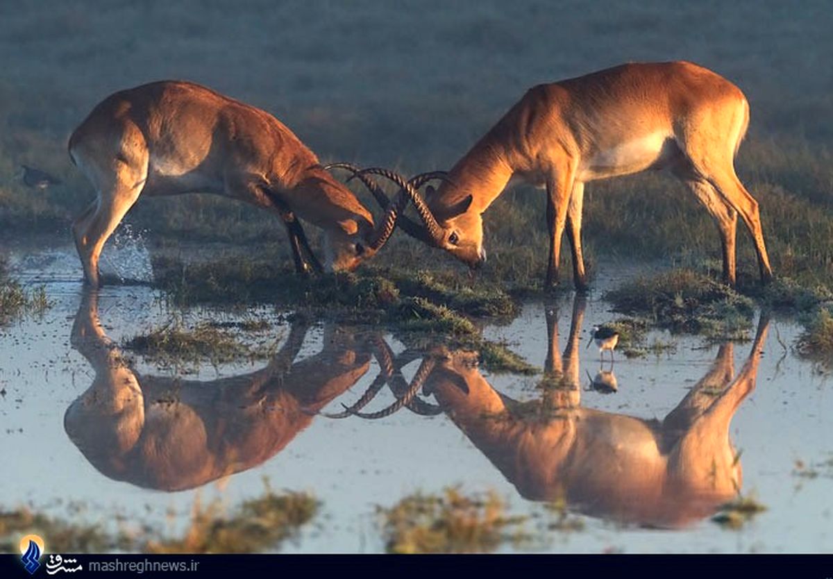 عکس/ دو دوتا چهارتا