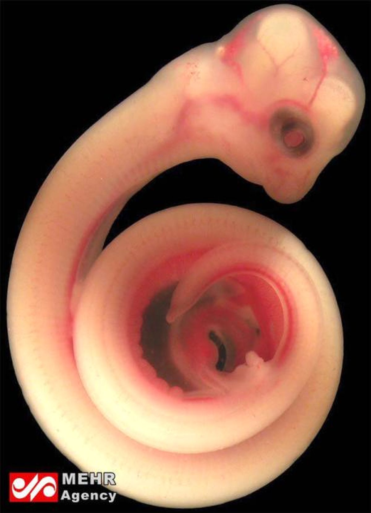 عکس: تا به حال جنین مار را دیده‌اید؟!