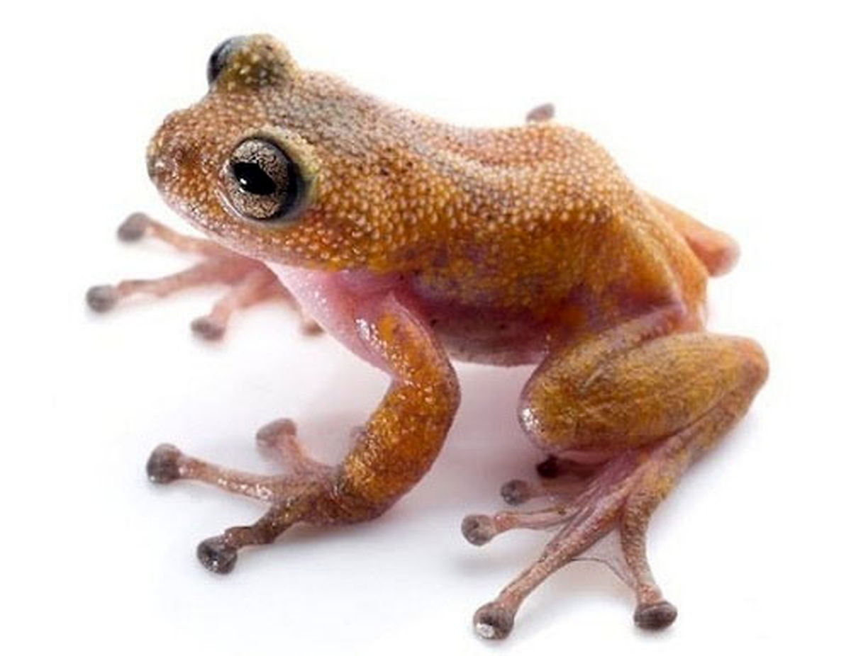 نخستین قورباغه خاردار جهان/عکس