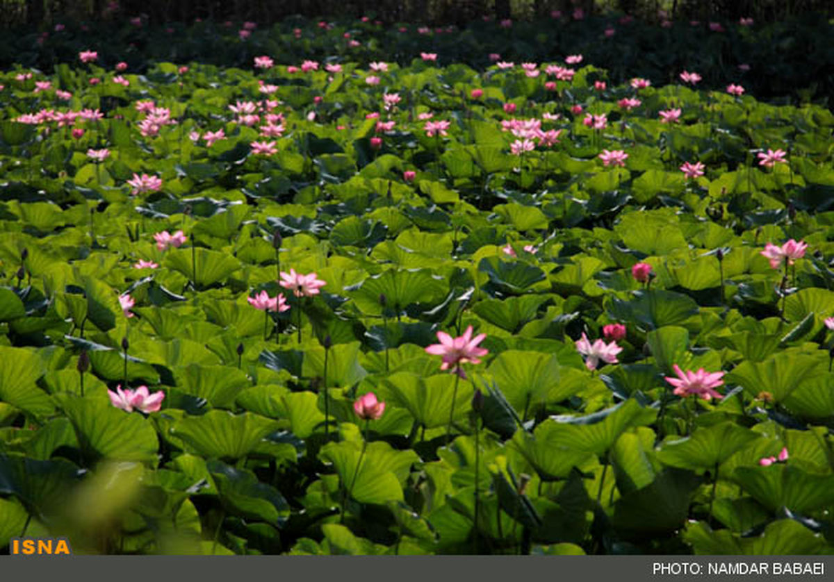 شکوفایی گلهای نیلوفر آ﻿بی