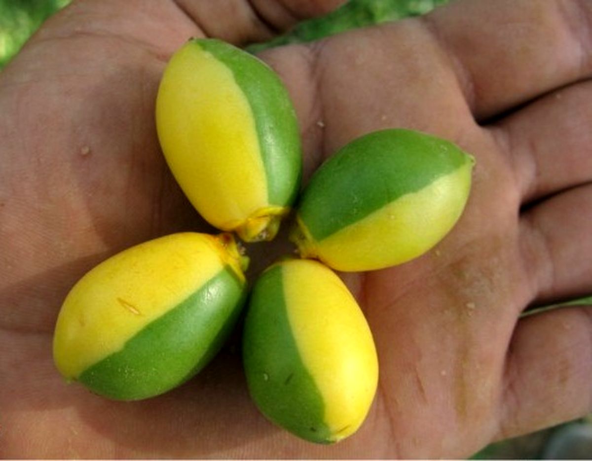 عکس/ "خارَک"های آرژانتینی!