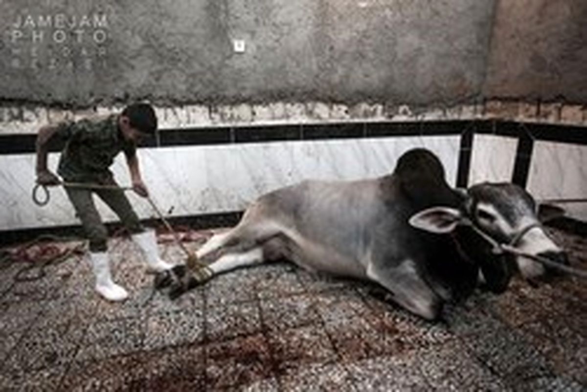 این پسربچه ۱۱ ساله گاوکش حرفه‌ای است! +تصاویر