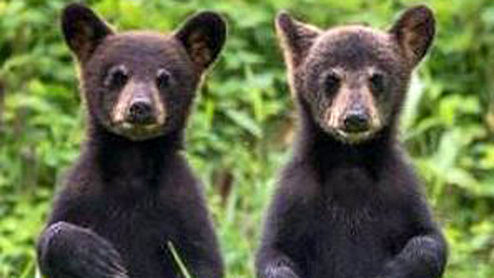 بازی کردن جالب دو توله خرس در وسط جاده +فیلم