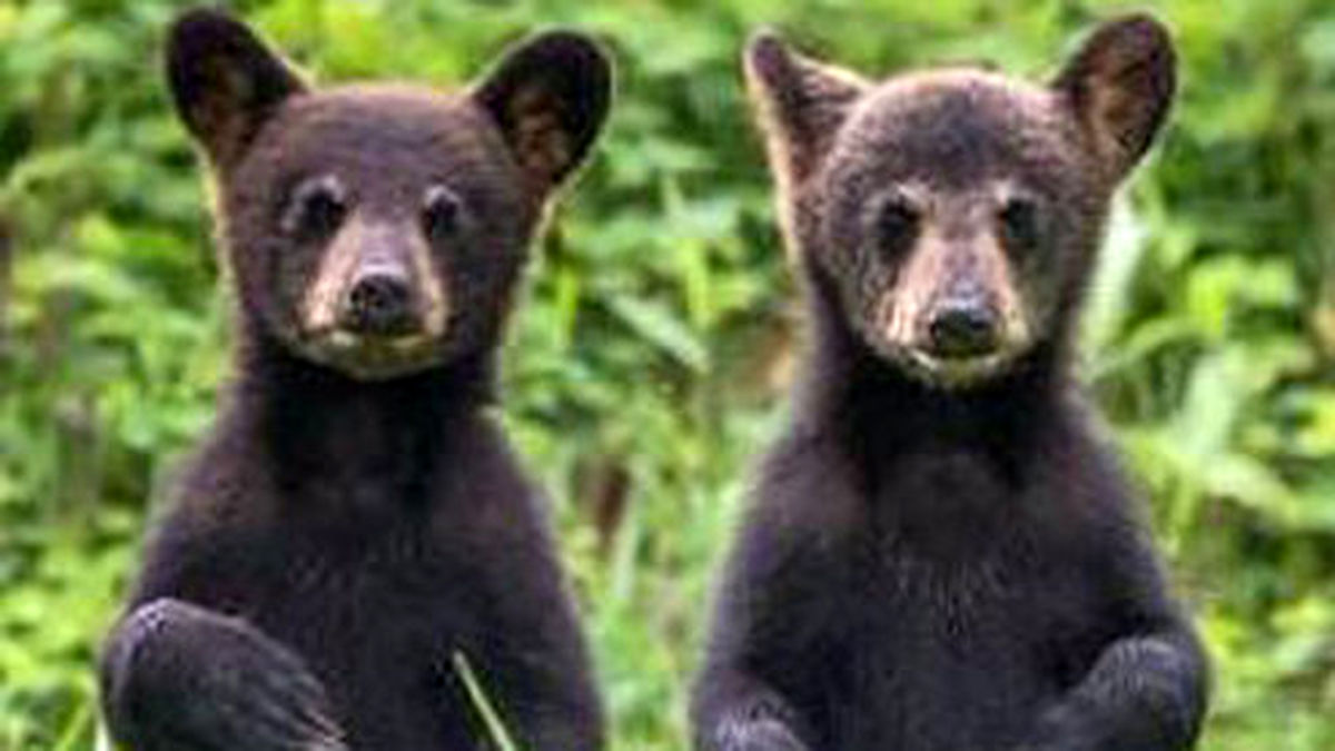 بازی کردن جالب دو توله خرس در وسط جاده +فیلم