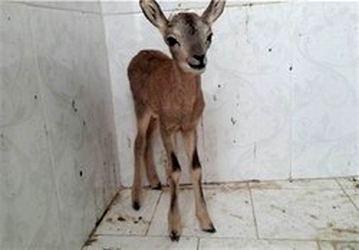عامل زنده‌گیری یک بره میش وحشی دستگیر شد