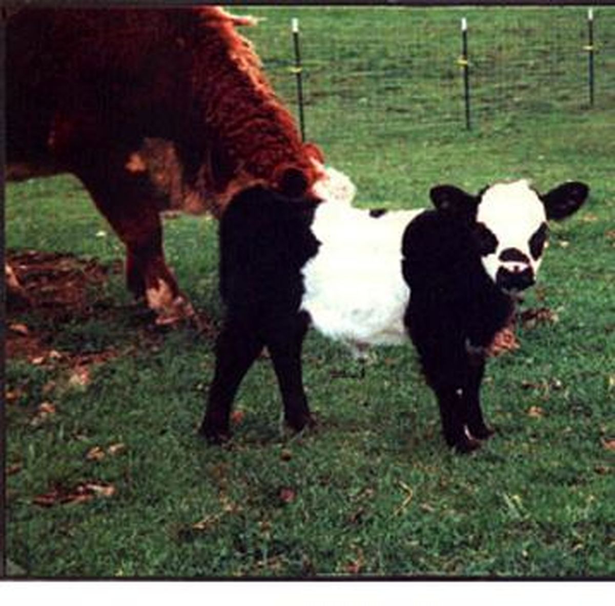 تولد گاو پاندايی مينياتوری در آمريكا+عکس