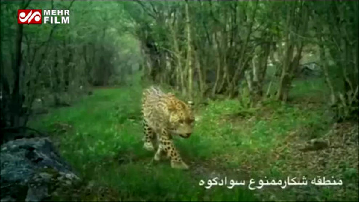 فیلم: ثبت تصاویر پلنگ در جنگل های سوادکوه مازندران