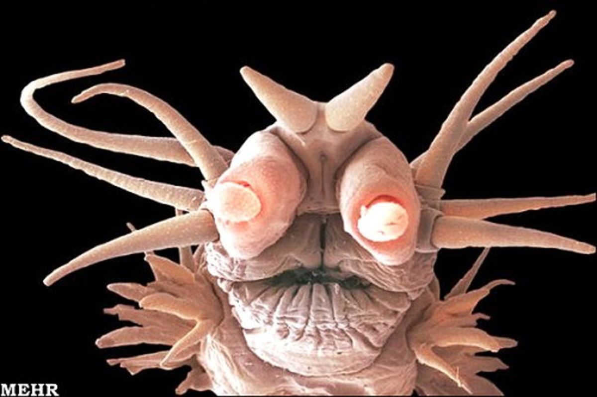 تصویرخیره کننده از هیولاهای دریایی