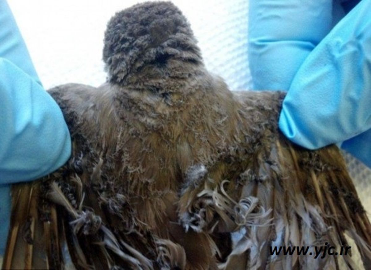 مزرعه ای که پرنده‌ها را می سوزاند