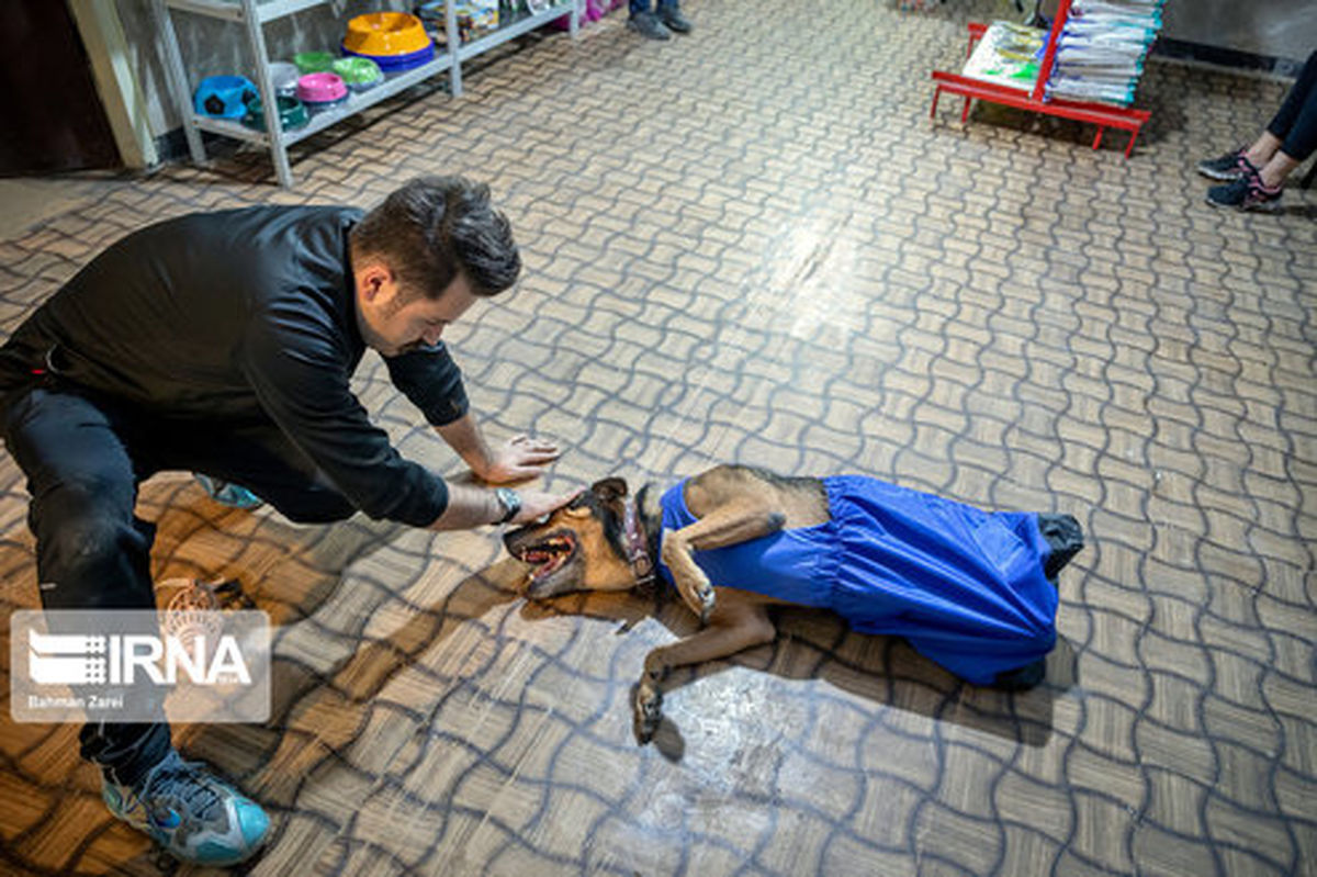 تصاویر: زندگی یک سگ معلول به نام قهوه ای