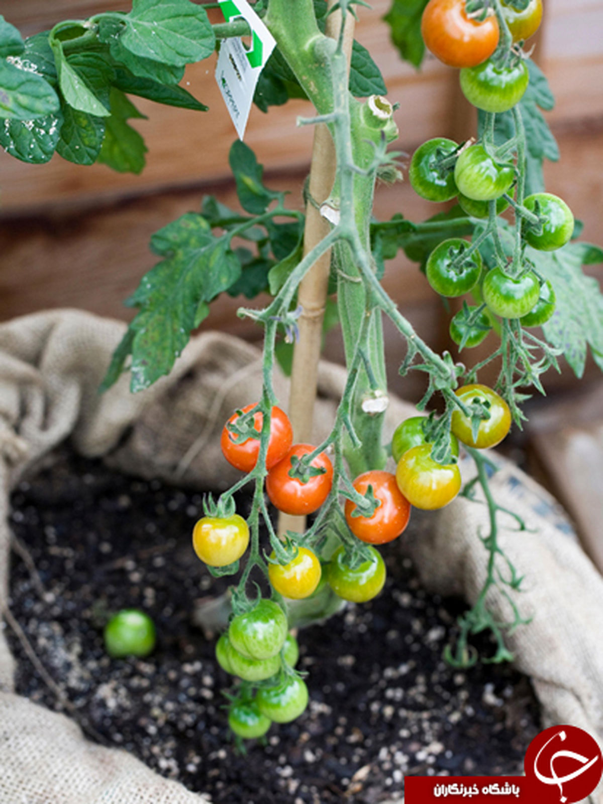 گیاه چیپس و کچاپ در بریتانیا +عکس