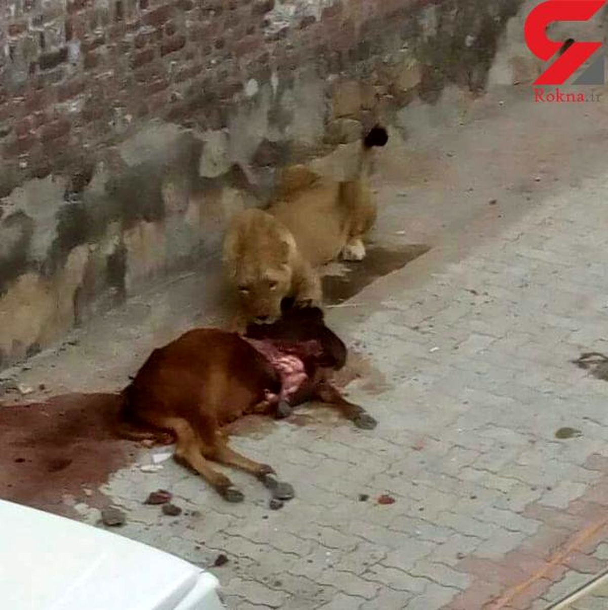 حمله شیر گرسنه به یک روستا در روز روشن +تصاویر