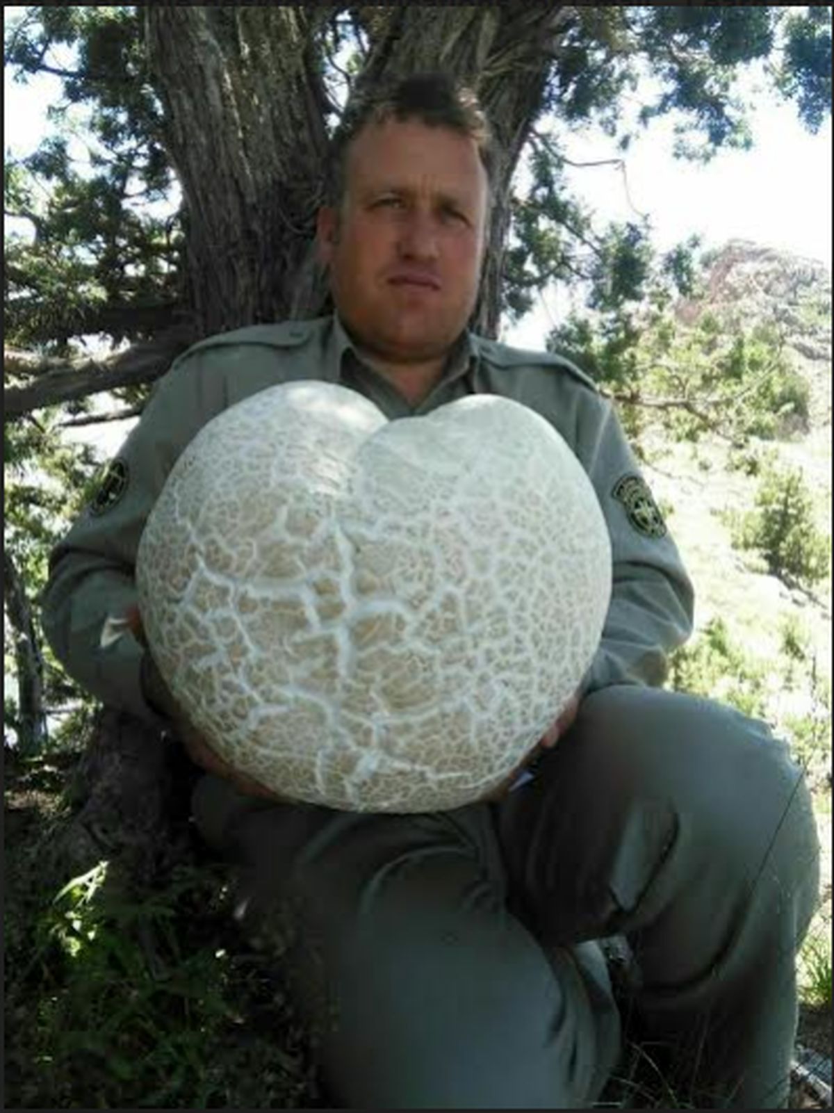 قارچ با وزن شش و نیم کیلوگرم +عکس