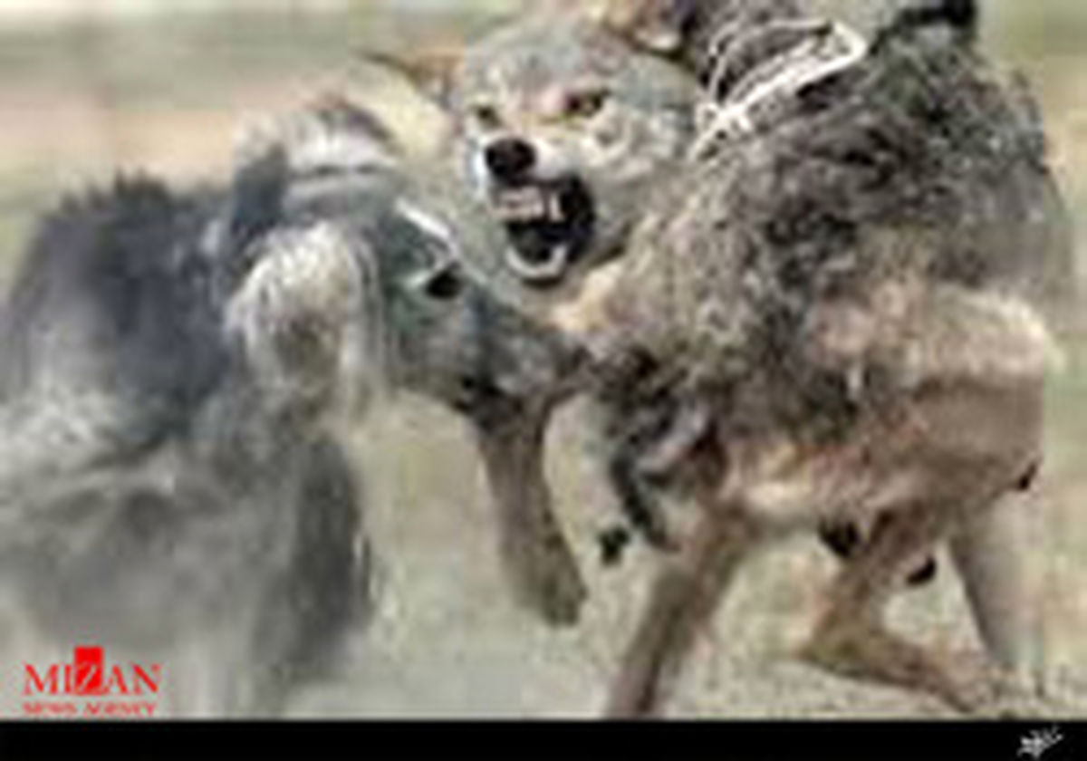 حیوان درنده مرد دامدار را تکه تکه کرد!