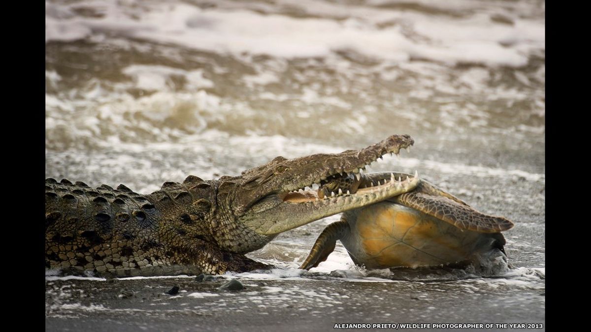 عکس/ شکار سخت پوست!