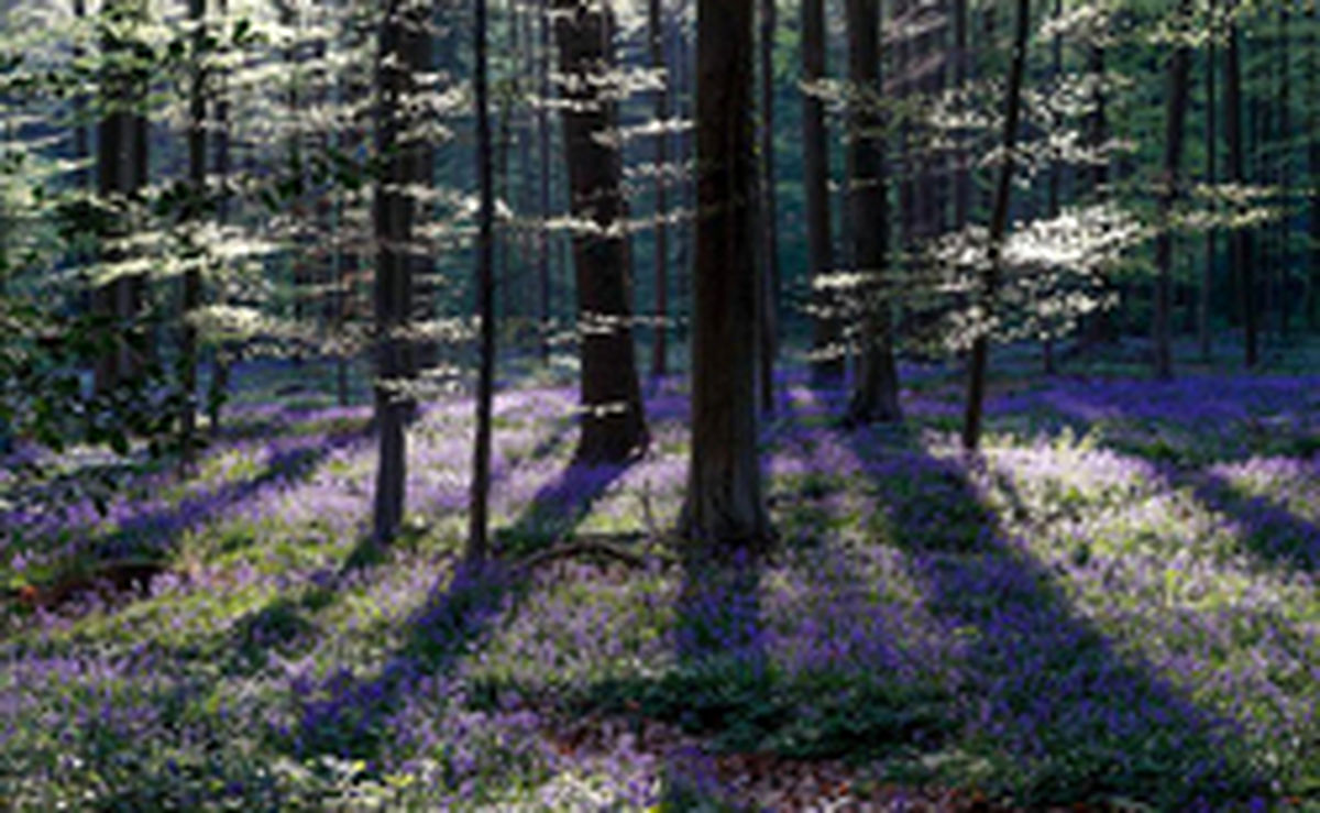 تصاویر: جنگل آبی رنگ در بلژیک