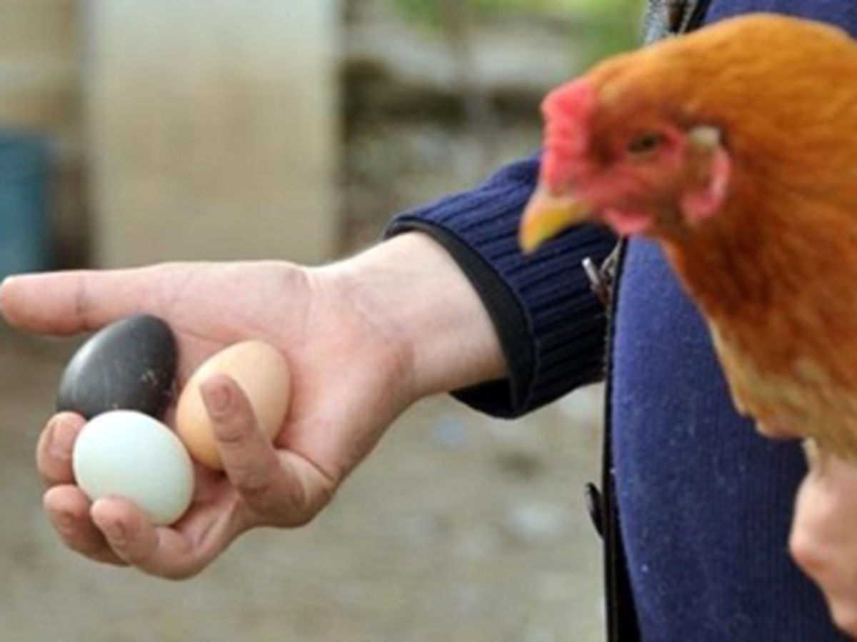 تخم مرغ سياه رنگ! + تصوير