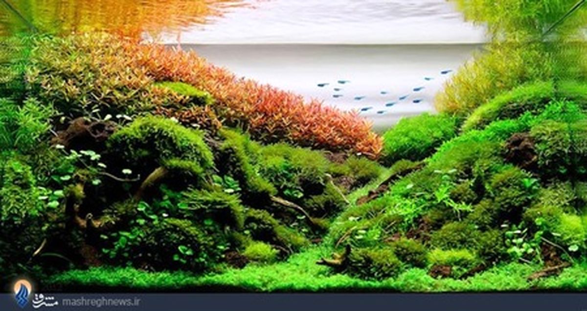 عکس/ جنگل اکواریومی