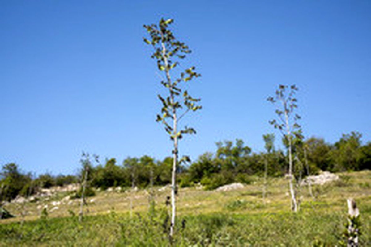 پیشبینی وزش باد شدید و بارش باران در تهران