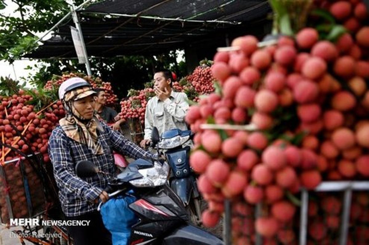 تصاویر: فصل برداشت لیچی در ویتنام