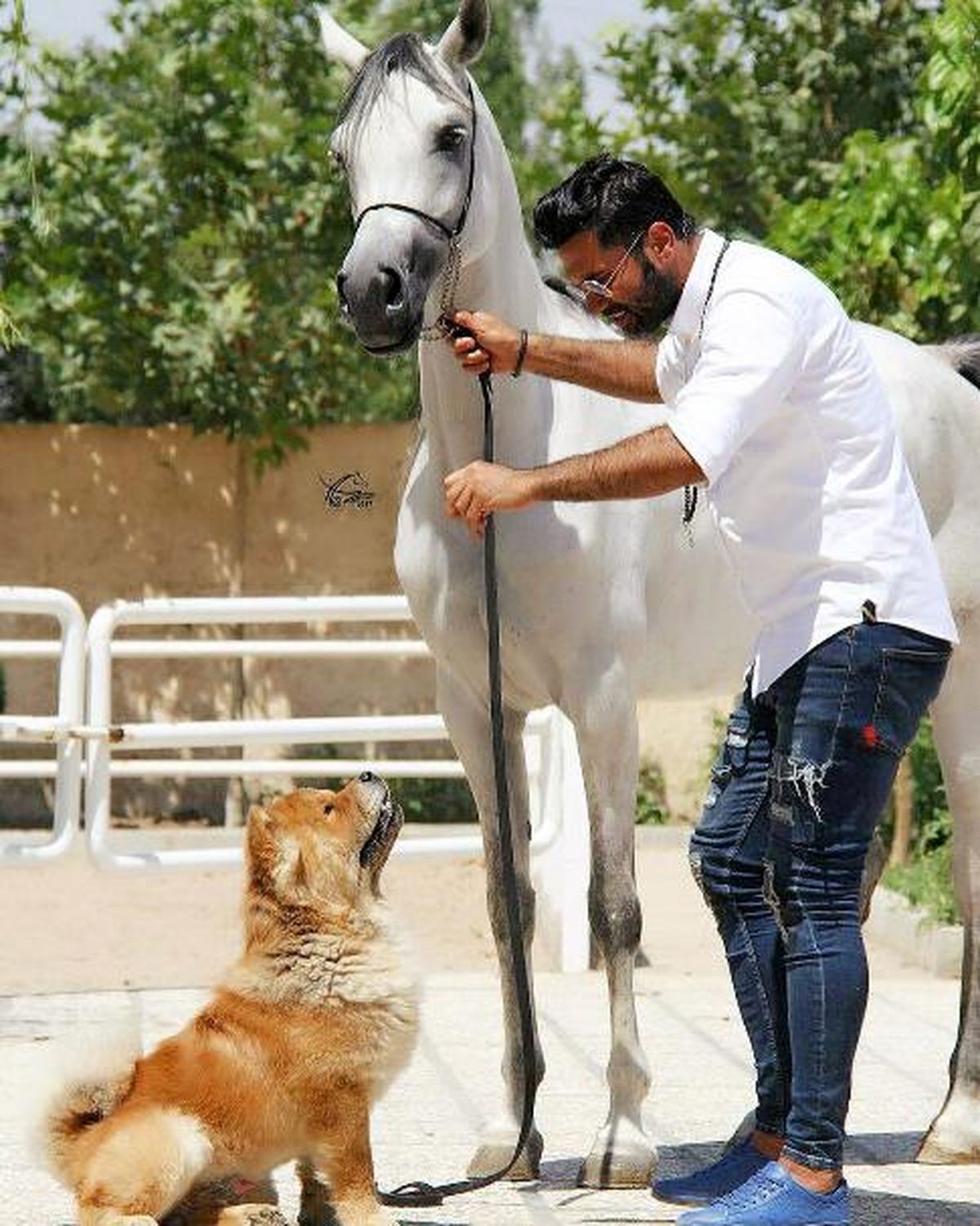 زندگی لاکچری علیرضا واحدی نیکبخت! +عکس