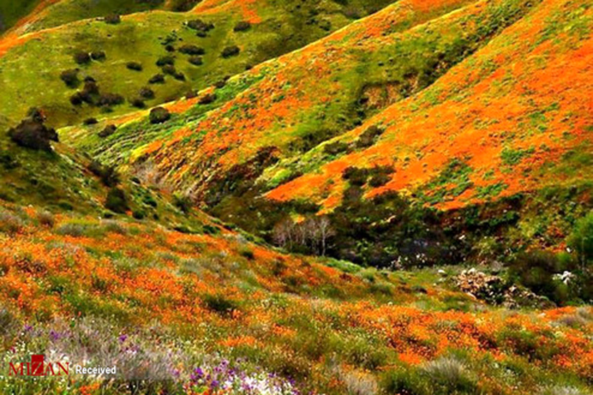 تصاویر هوایی ناسا از دشت گل‌های کالیفرنیا