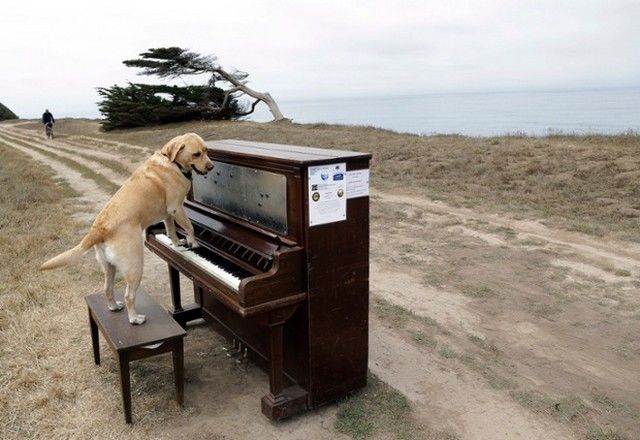 عکس/ سگ نوازنده!