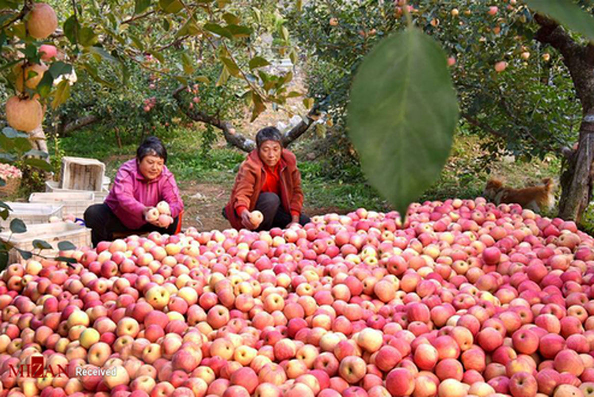 تصاویر: برداشت سیب به سبک چینی‌ها