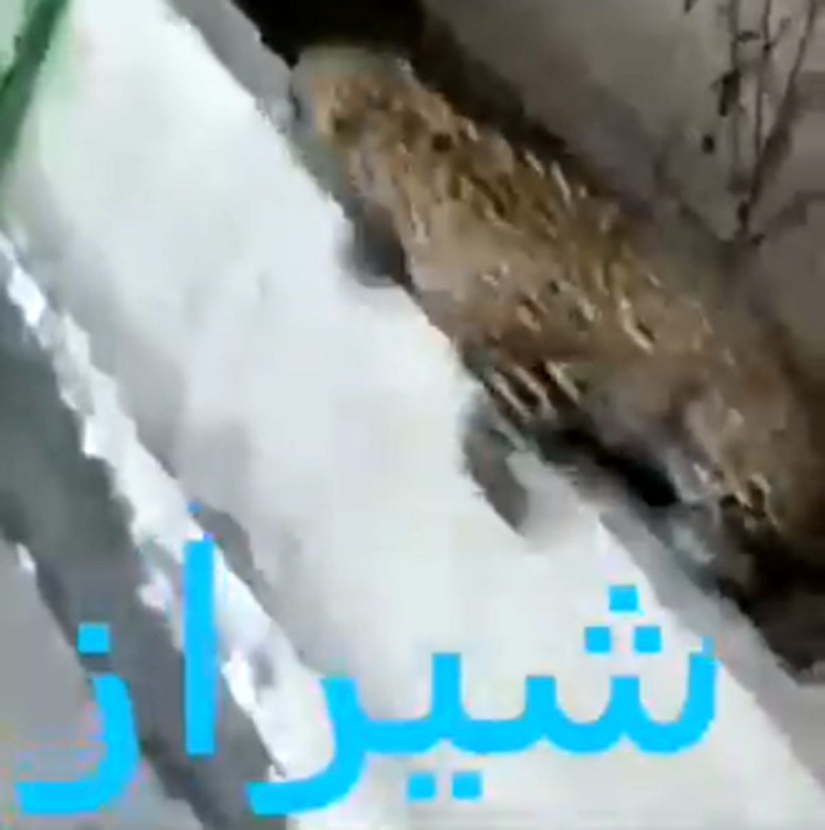 ورود پلنگ به شهرک سعدیه شیراز صحت دارد؟