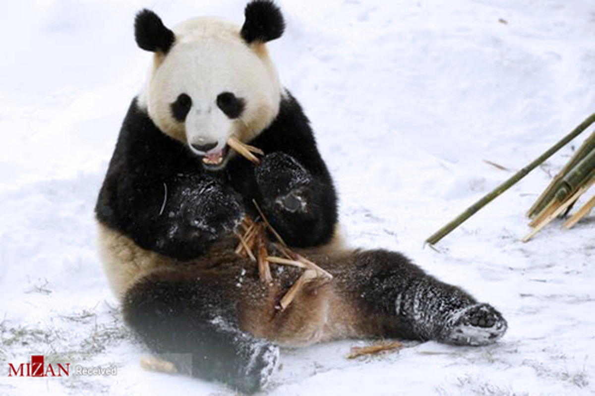 تصاویر: بازی خرس پاندا در برف
