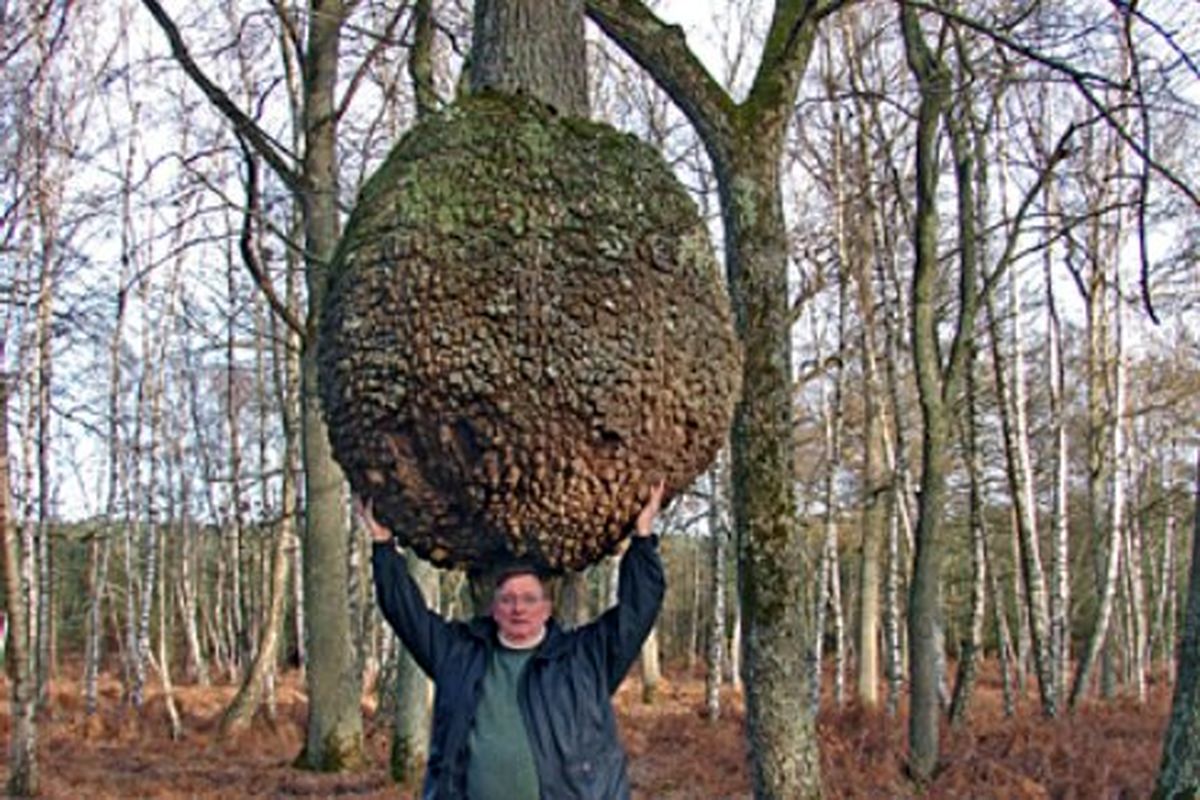 درختان عجيب اطراف ما !