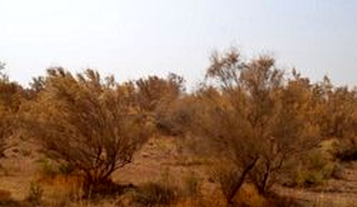 ۲۷میلیون هکتار از اراضی کشور در خطر فرسایش بادی