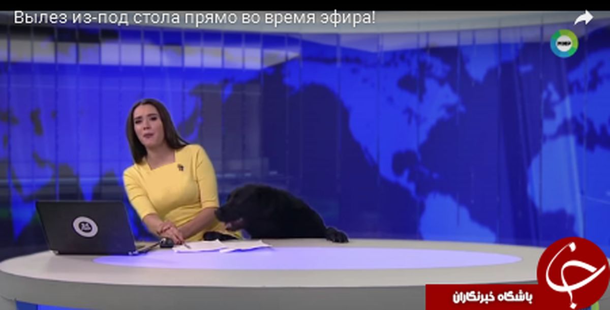 ورود ناگهانی سگ به استودیو پخش زنده خبر! +تصاویر