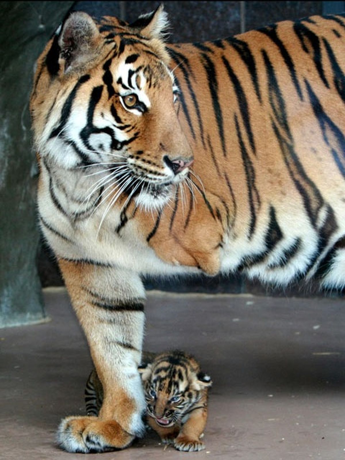 مای و فرزندش!/ عکس