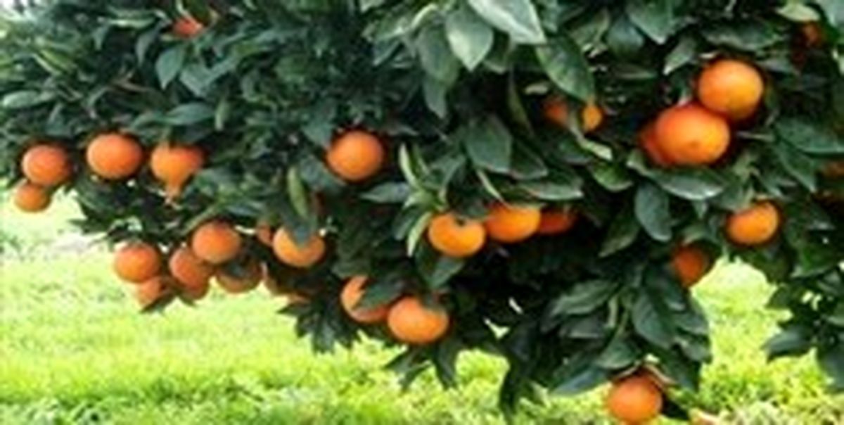 ذخیرهسازی مرکبات از امروز آغاز میشود