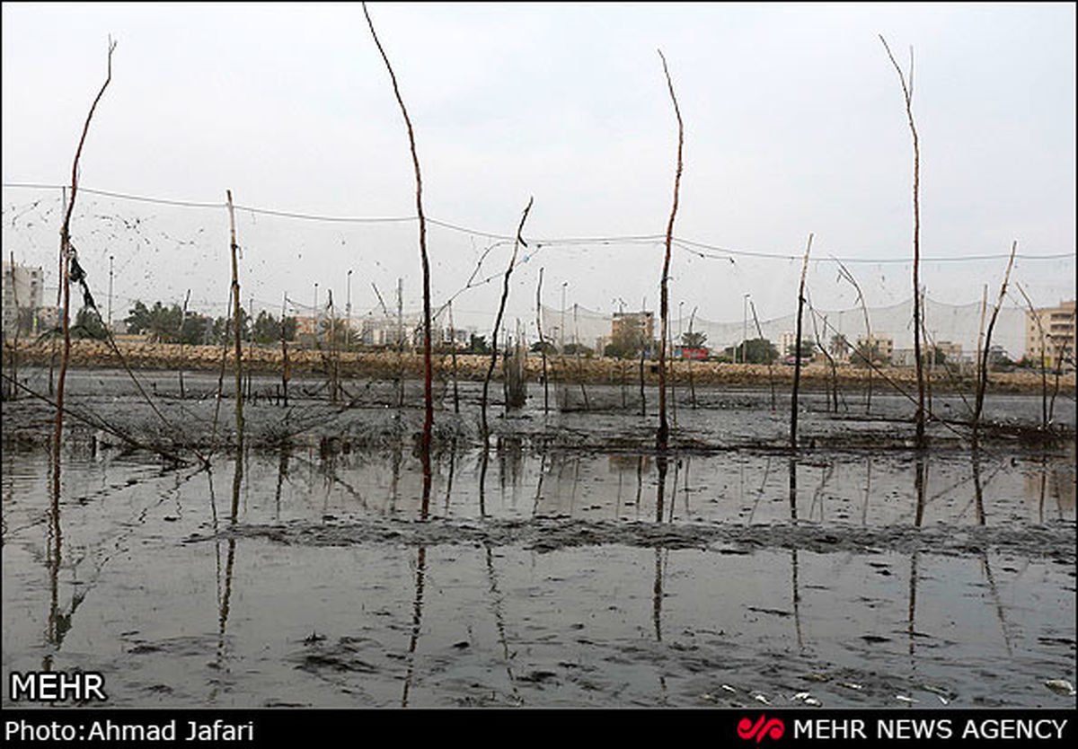 صید ماهی به روش مشتا