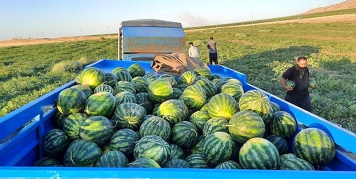 ارزان‌ترین و گران‌ترین میوه‌های بازار