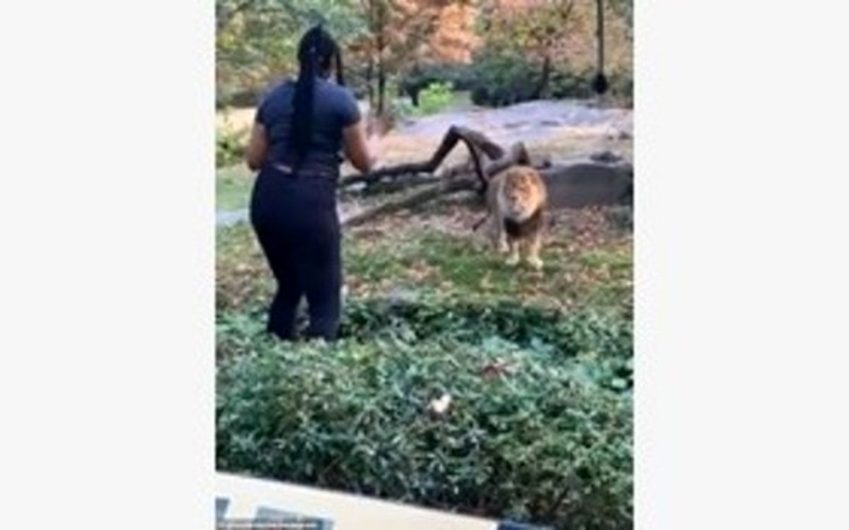 ملاقات عجیب یک زن با شیر باغ وحش همه را شوکه کرد +تصاویر