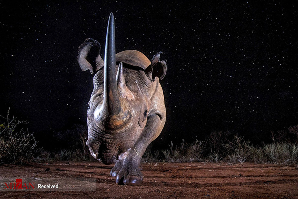 تصاویر: برندگان مسابقه عکاسی در سفر سال ۲۰۱۹