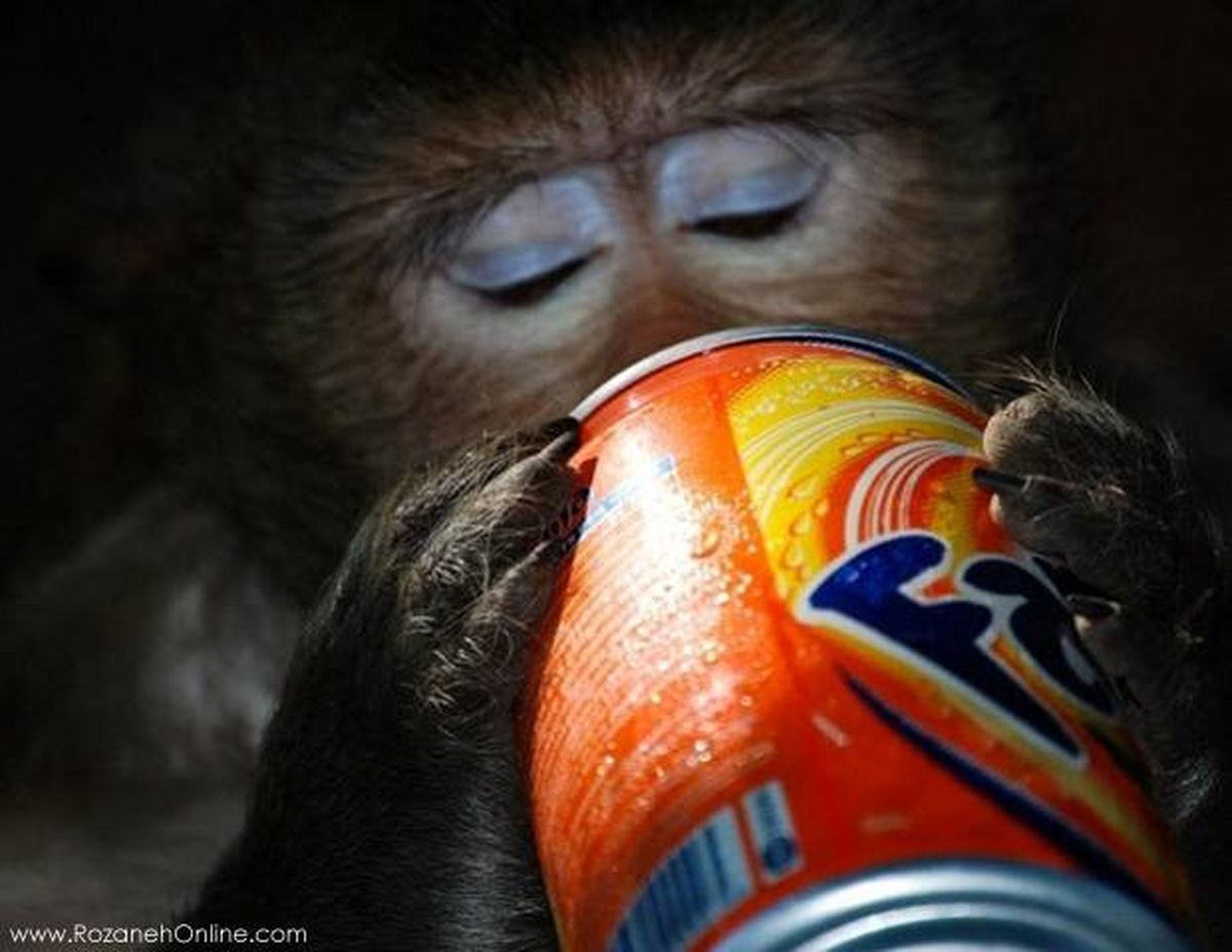 سرو نوشیدنی برای این میمون/عکس