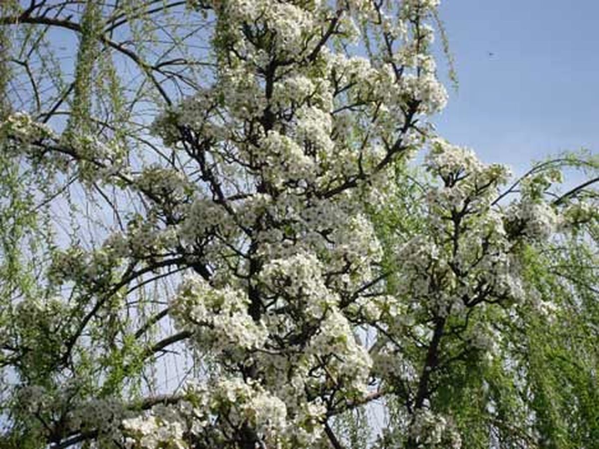 سفر به لاهیجان، عروس گیلان +تصاویر