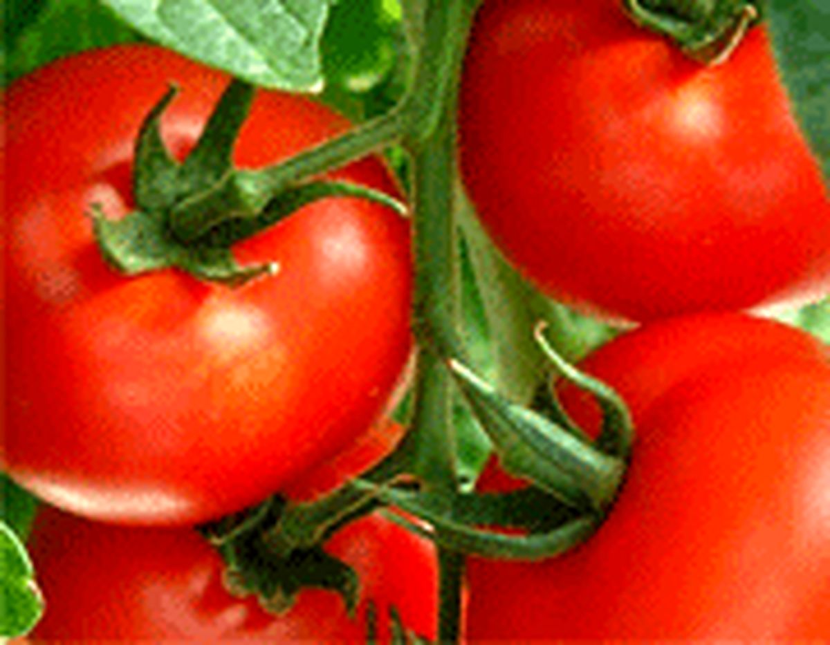 فواید مصرف یک سبزی پرخاصیت